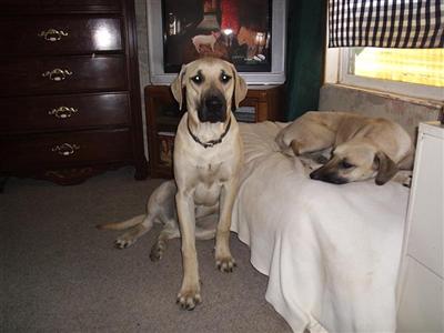 Puppies in NM